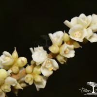 Meliosma simplicifolia subsp. pungens (Wall. ex Wight & Arn.) Beusekom